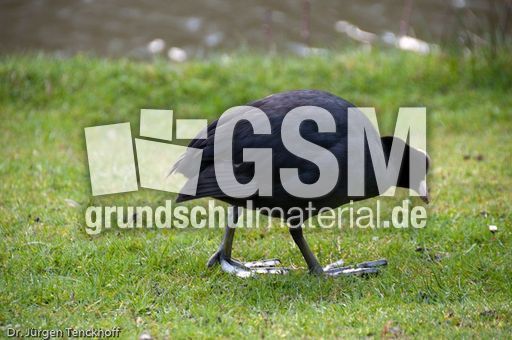 Bläßhuhn (7 von 8).jpg